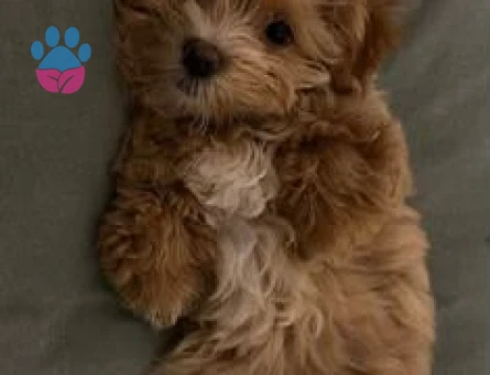 Bakımlı maltipoo - 10536 - Görsel 2