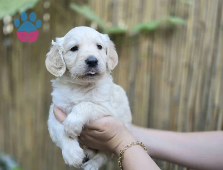 Bebek Surat Golden Retriever Yavrular - 10537 - Görsel 4