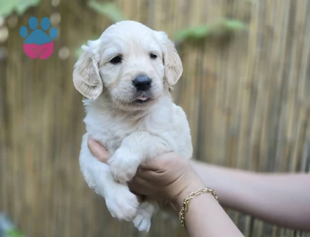Bebek Surat Golden Retriever Yavrular - 10537 - Görsel 5