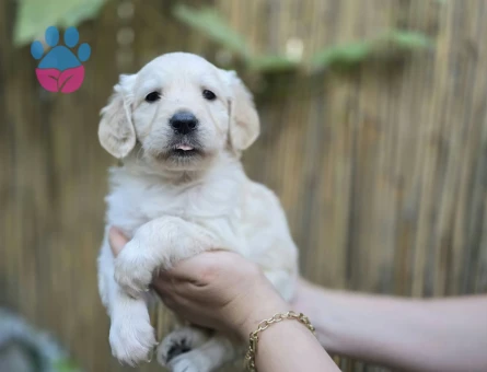 Bebek Surat Golden Retriever Yavrular - 10537 - Görsel 3