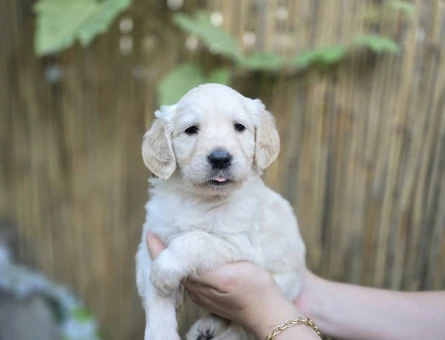 Bebek Surat Golden Retriever Yavrular - 10537