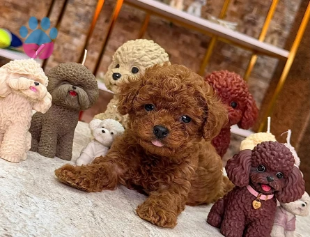 Mağazamızdan ToyPoodle Yavrular sizlerle - 10538 - Görsel 3