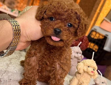 Mağazamızdan ToyPoodle Yavrular sizlerle - 10538