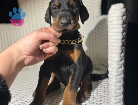 İstanbul İçi Doberman King SAFKAN Yavrular - 10539