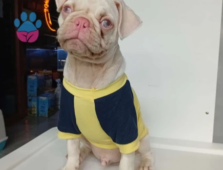 Emsalsiz Güzellikte Pink Pug Yavrumuz - 10540 - Görsel 2