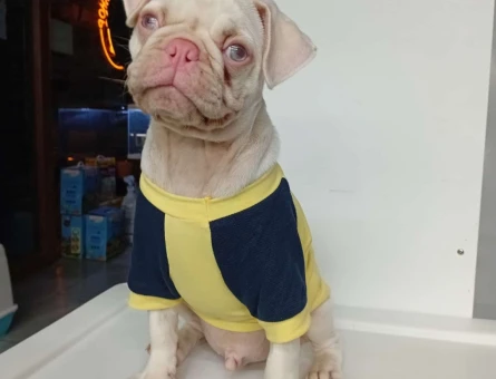 Emsalsiz Güzellikte Pink Pug Yavrumuz - 10540