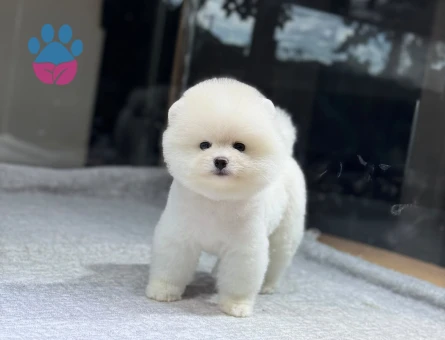 Bakanlık Onaylı Çiftliğimizden Pomeranian Boo Yavrular - 10541 - Görsel 4