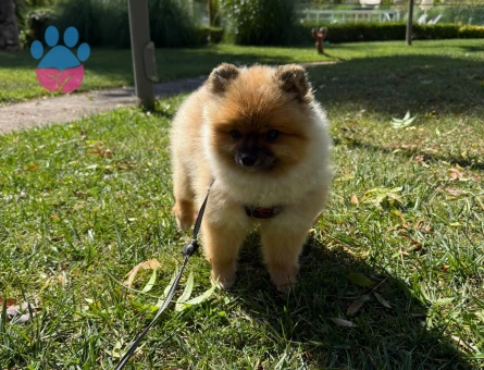 8 Aylık Ayı Sürat Pomeranian Boo Yavrumuz - 10542 - Görsel 2