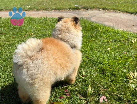 8 Aylık Ayı Sürat Pomeranian Boo Yavrumuz - 10542 - Görsel 4