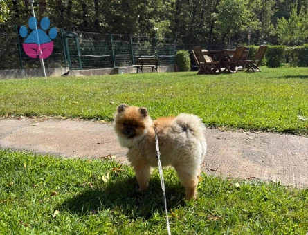 8 Aylık Ayı Sürat Pomeranian Boo Yavrumuz - 10542 - Görsel 5