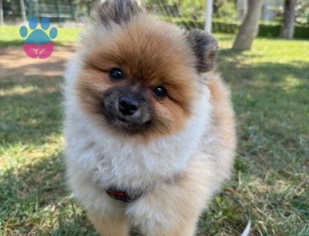 8 Aylık Ayı Sürat Pomeranian Boo Yavrumuz - 10542