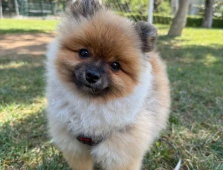 8 Aylık Ayı Sürat Pomeranian Boo Yavrumuz - 10542