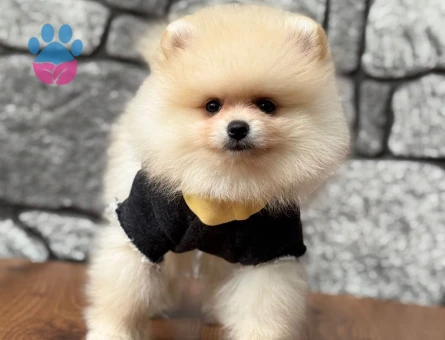 POMERANIAN ÜRETİM ÇİFTLİĞİNDEN - 10543 - Görsel 3