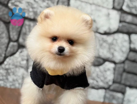 POMERANIAN ÜRETİM ÇİFTLİĞİNDEN - 10543