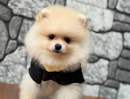 POMERANIAN ÜRETİM ÇİFTLİĞİNDEN - 10543