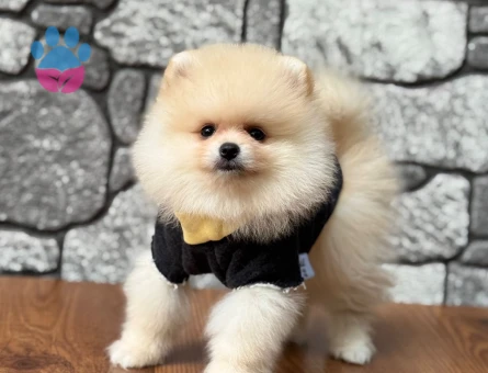 POMERANIAN ÜRETİM ÇİFTLİĞİNDEN - 10543 - Görsel 4