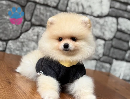 POMERANIAN ÜRETİM ÇİFTLİĞİNDEN - 10543 - Görsel 5