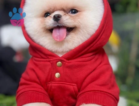 POMERANIAN ÜRETİM ÇİFTLİĞİNDEN - 10544 - Görsel 5