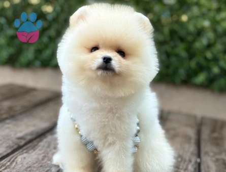 POMERANIAN ÜRETİM ÇİFTLİĞİNDEN - 10547