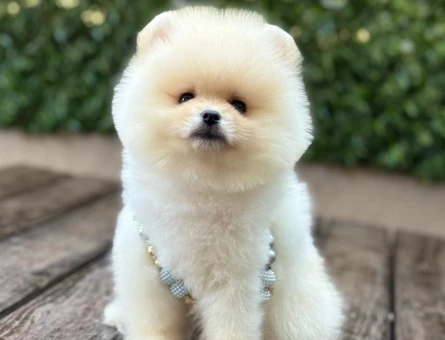 POMERANIAN ÜRETİM ÇİFTLİĞİNDEN - 10547