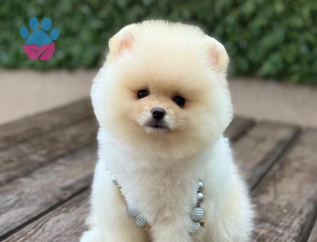 POMERANIAN ÜRETİM ÇİFTLİĞİNDEN - 10547 - Görsel 4