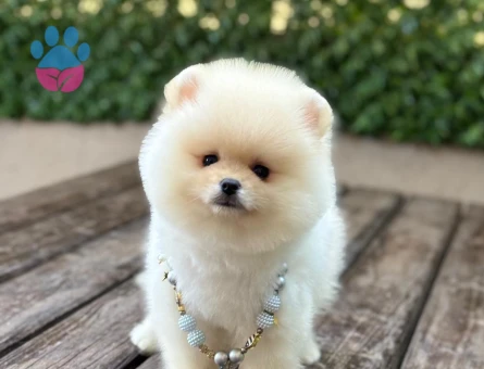 POMERANIAN ÜRETİM ÇİFTLİĞİNDEN - 10547 - Görsel 3