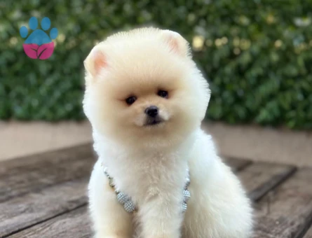 POMERANIAN ÜRETİM ÇİFTLİĞİNDEN - 10547 - Görsel 5