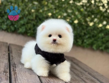 POMERANIAN ÜRETİM ÇİFTLİĞİNDEN - 10548