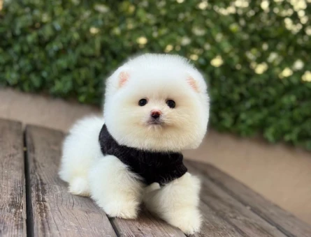 POMERANIAN ÜRETİM ÇİFTLİĞİNDEN - 10548