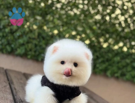 POMERANIAN ÜRETİM ÇİFTLİĞİNDEN - 10548 - Görsel 3