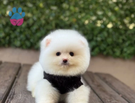 POMERANIAN ÜRETİM ÇİFTLİĞİNDEN - 10548 - Görsel 5