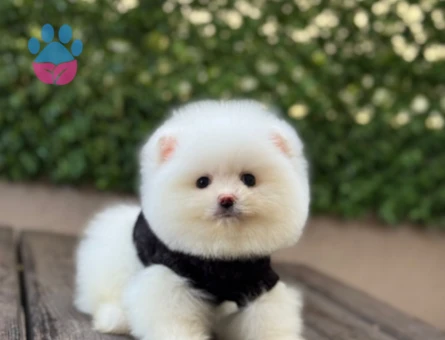 POMERANIAN ÜRETİM ÇİFTLİĞİNDEN - 10548 - Görsel 4