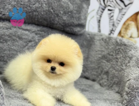 POMERANIAN ÜRETİM ÇİFTLİĞİNDEN - 10549 - Görsel 2