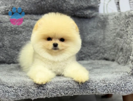 POMERANIAN ÜRETİM ÇİFTLİĞİNDEN - 10549 - Görsel 3