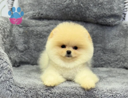 POMERANIAN ÜRETİM ÇİFTLİĞİNDEN - 10549 - Görsel 4