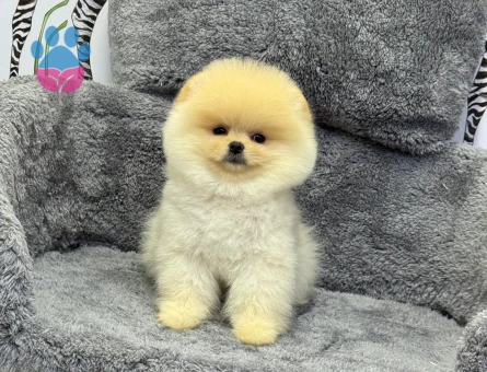 POMERANIAN ÜRETİM ÇİFTLİĞİNDEN - 10549 - Görsel 5