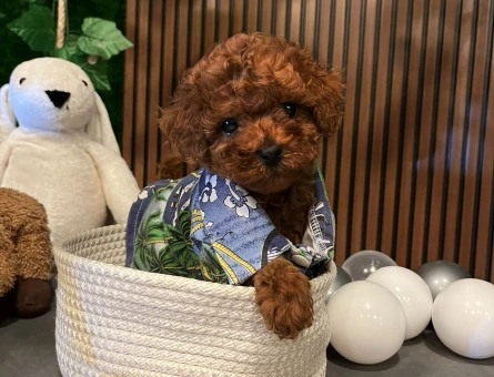 EV ORTAMINDAN POODLE - 10558