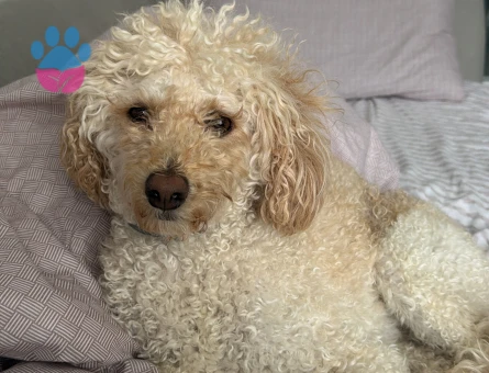 Poodle sahiplendirmek istiyorum - 10559 - Görsel 2