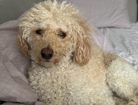 Poodle sahiplendirmek istiyorum - 10559