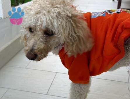 Poodle sahiplendirmek istiyorum - 10559 - Görsel 3