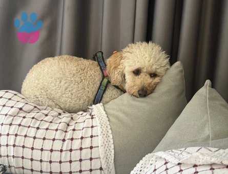 Poodle sahiplendirmek istiyorum - 10559 - Görsel 4