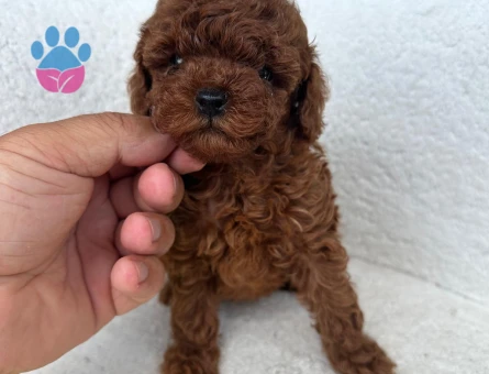 ÇOK ÖZEL KORE KAN POODLE YAVRULARIMIZ - 10561 - Görsel 3
