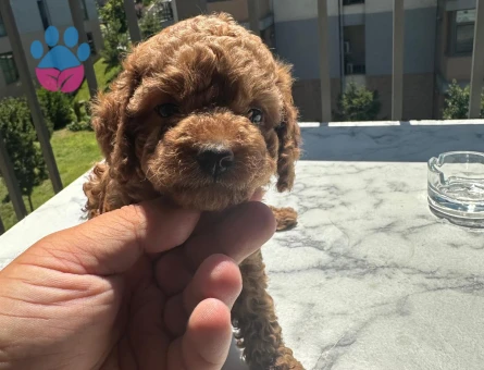 ÇOK ÖZEL KORE KAN POODLE YAVRULARIMIZ - 10561