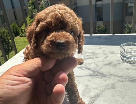 ÇOK ÖZEL KORE KAN POODLE YAVRULARIMIZ - 10561