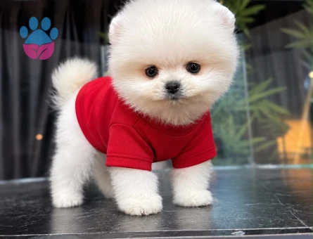 AYICIK SURAT POMERANIAN BOO YAVRULARI - 10565 - Görsel 3