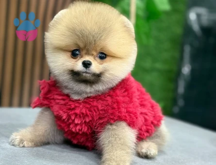SHOV KALİTE POMERANIAN BOO YAVRULARI - 10566