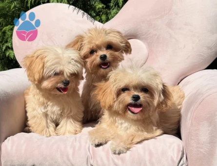 Mini Sevimli Maltipoo Yavrular - 10568 - Görsel 3