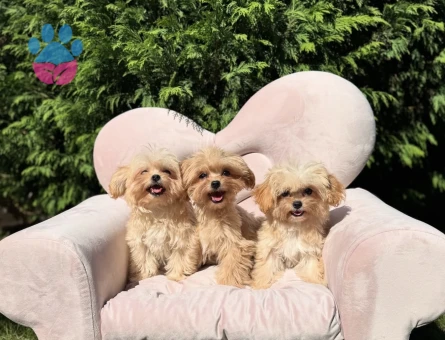 Mini Sevimli Maltipoo Yavrular - 10568