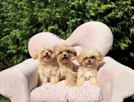 Mini Sevimli Maltipoo Yavrular - 10568
