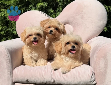 Mini Sevimli Maltipoo Yavrular - 10568 - Görsel 4